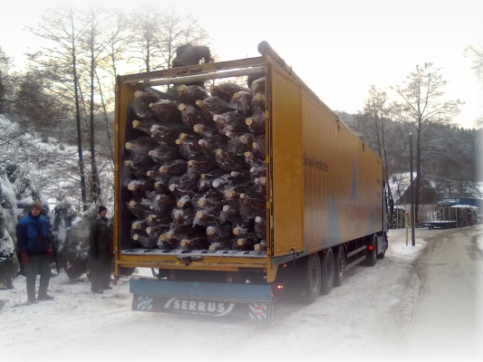 Schefer-Transporte: Weihnachtsbaum-Transporte